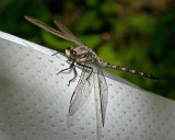 Dragonfly IMGP4068.jpg