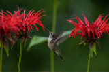 Monarda Jacob Cline IMGP5208.jpg