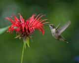 Monarda Jacob Cline IMGP5211.jpg