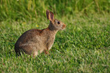 Rabbit IMGP5480.jpg