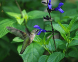 Salvia Guaranitica IMGP5526.jpg