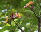 IMG_9339a.jpg