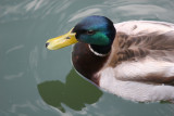 my mallard friend