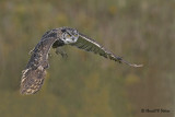  Great Horned Owl  22  ( captive )