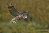  Great Horned Owl  24  ( captive )