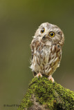  Northern Saw - whet Owl 5  ( captive )