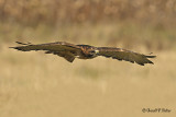  Red - tailed Hawk  17  ( captive )