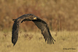  Bald Eagle  31  ( captive )