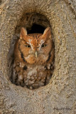  Eastern Screech Owl  11