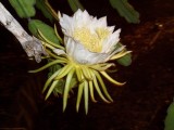 night blomming sirus (Large).JPG