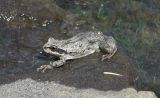 An Emerald Lake frog takes a rest.