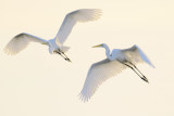 Great Egrets