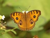 Peacock Pansy 美眼蛺蝶 Junonia almana