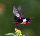 Common Rose 紅珠鳳蝶Pachliopta Aristolochiae