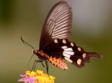 Common Rose 紅珠鳳蝶Pachliopta Aristolochiae