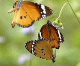 Plain Tiger 金斑蝶 Danaus chrysippus