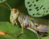 Rice Grasshopper 蔗蝗 Hieroglyphus sp.