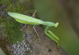 Large Green Mantid 廣斧螳 Hierodula patellifera