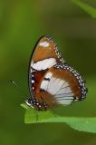 Danaid Egg-fly (male) 金斑蛺蝶（雄）Hypolimnas misippus