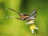White Dragontail 燕鳳蝶 Lamproptera curius