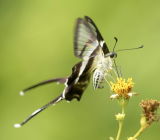 White Dragontail 燕鳳蝶 Lamproptera curius