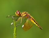 Asian Widow 六斑曲緣蜻 Palpopleura sexmaculata