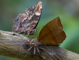 Blue Admiral & Evening Brown 琉璃蛺蝶及暮眼蝶