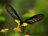Common Birdwing (male) 裳鳳蝶Troides Helena