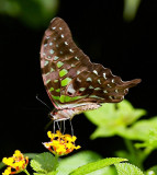 Tailed Jay 統帥青鳳蝶 Graphium agamemnon