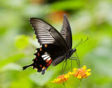 Common Mormon (female) 玉帶鳳蝶 Papilio Polytes (Form polytes)