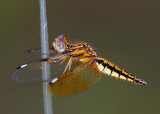 Asian Widow 六斑曲緣蜻 Palpopleura sexmaculata