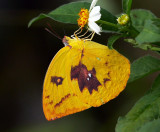 Lemon Emigrant 遷粉蝶（血斑型）Catopsilia Pomona (Form Catilla)