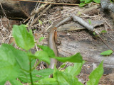 Mammoth Cave, KY 5/23/2008