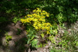 Mammoth Cave #3