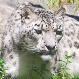 Snow Leopard