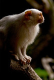 Silver marmoset in the shade
