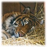 Cat napping...