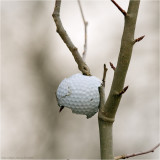 20/11 The famous golfball tree
