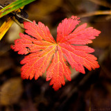 25/10  Autumn leaf again. A pretty one from Friday.