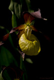 Ladys Slipper, lat.Cypripedium calceolus L.