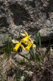 Narcissus bicolor