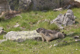 Marmotte