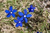 Gentiana
