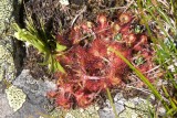 Drosera rotundifolia