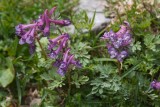 Corydalis solida