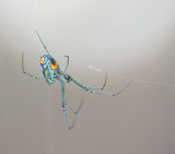 orchard spider