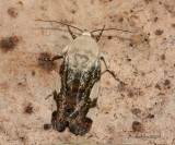 Acontia tetragona - Four-spotted bird-dropping moth