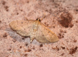 Herpetogramma bipunctalis - Two-spotted Herpetogramma Moth