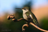 ruby-throated hummingbird