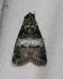 moth 68